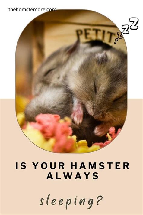 Why Is My Hamster Always Sleeping: 5 Reasons and 7 .